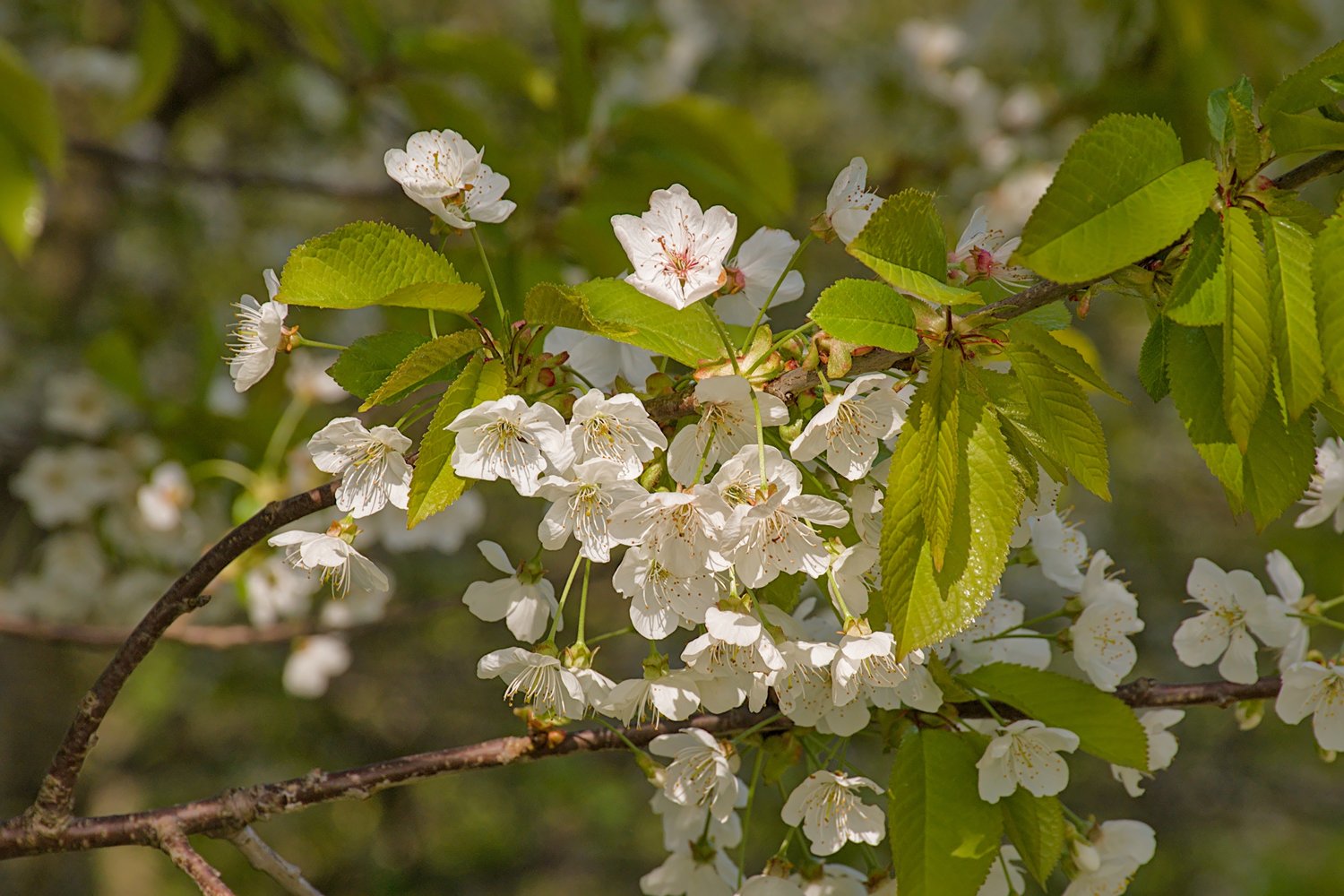 Prunus avium 'Merton Glory' E, (körsbär)