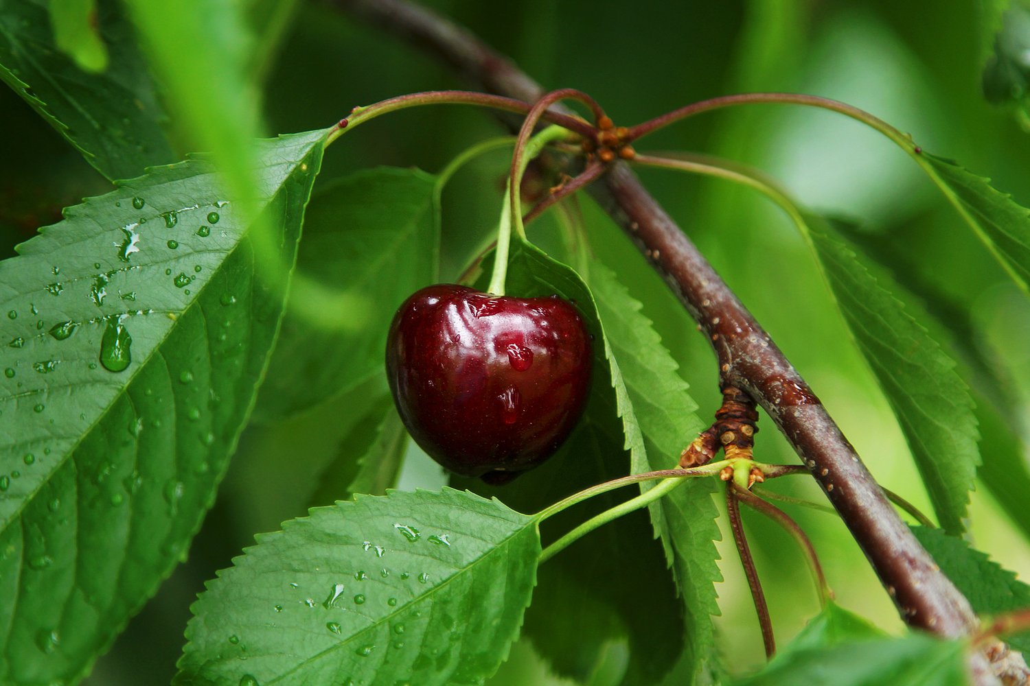 Prunus avium 'Sam', (körsbär)
