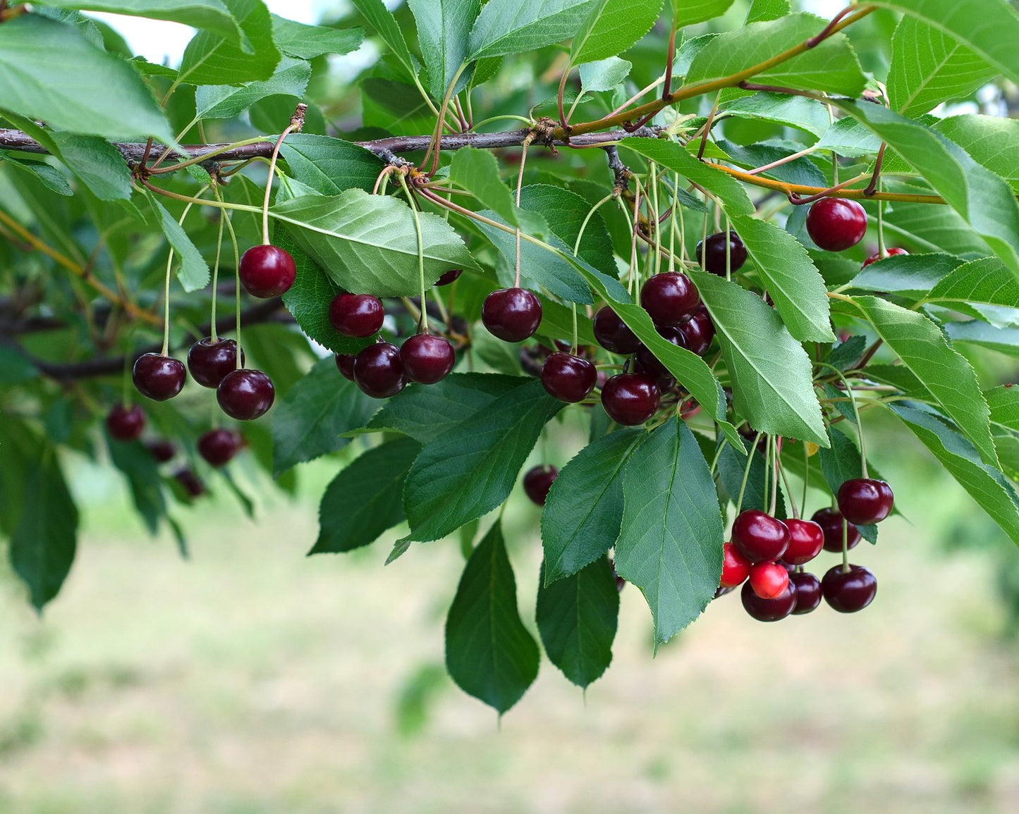Prunus avium 'Sam', (körsbär)