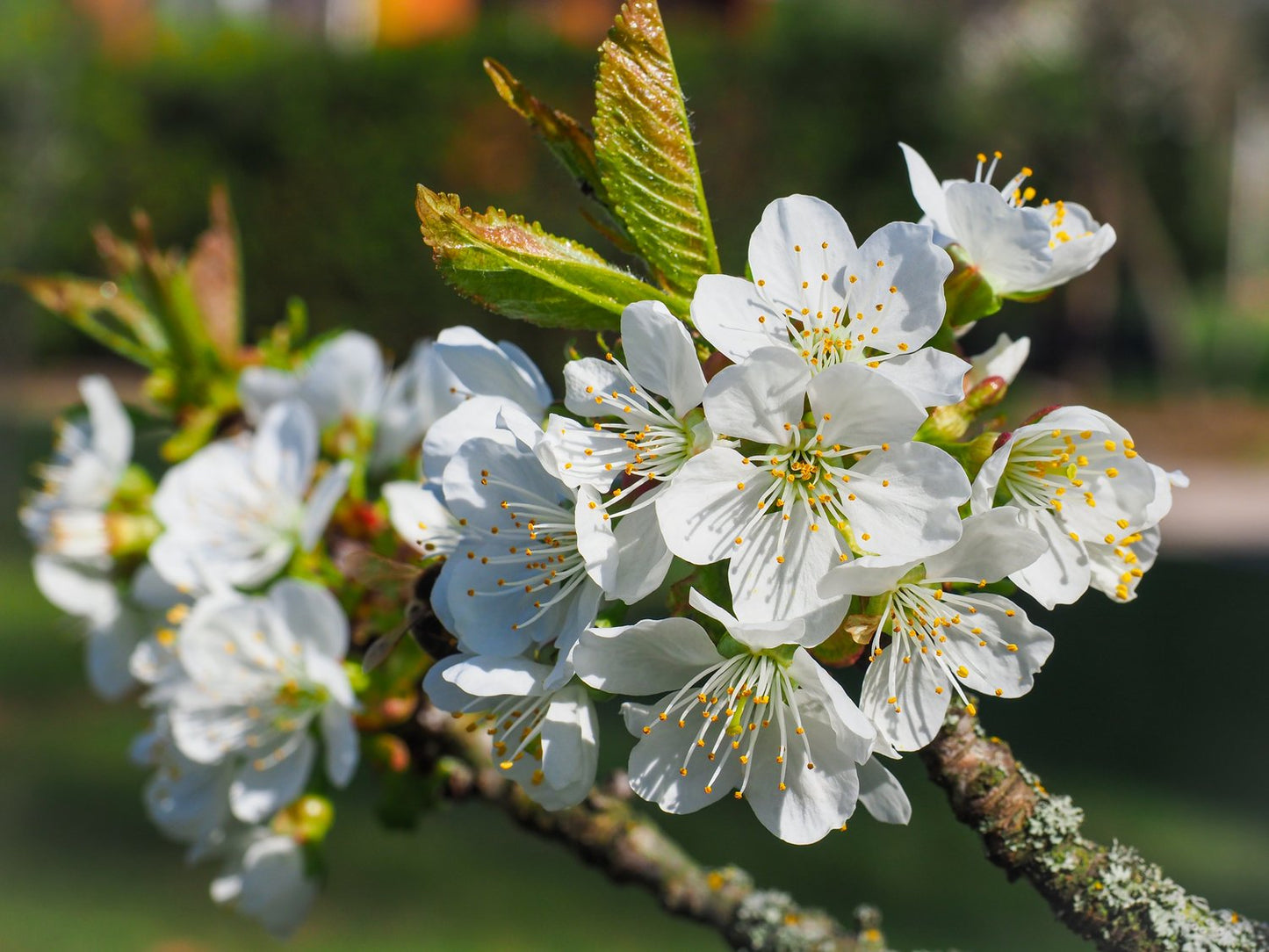 Prunus avium 'Sam', (körsbär)