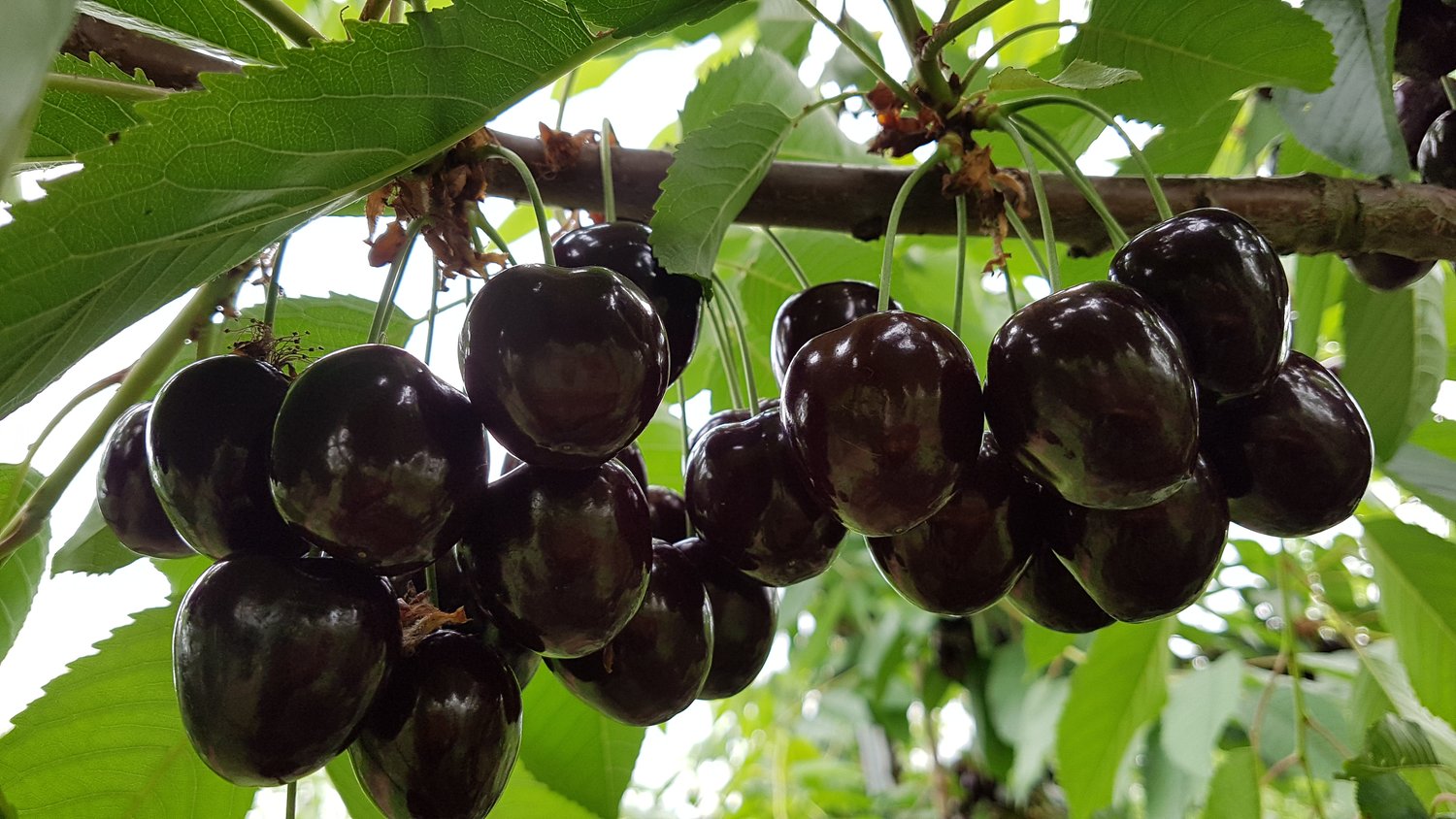 Prunus avium STOR SVART BIGARRÅ, (körsbär), inkl. uppbindnings kit