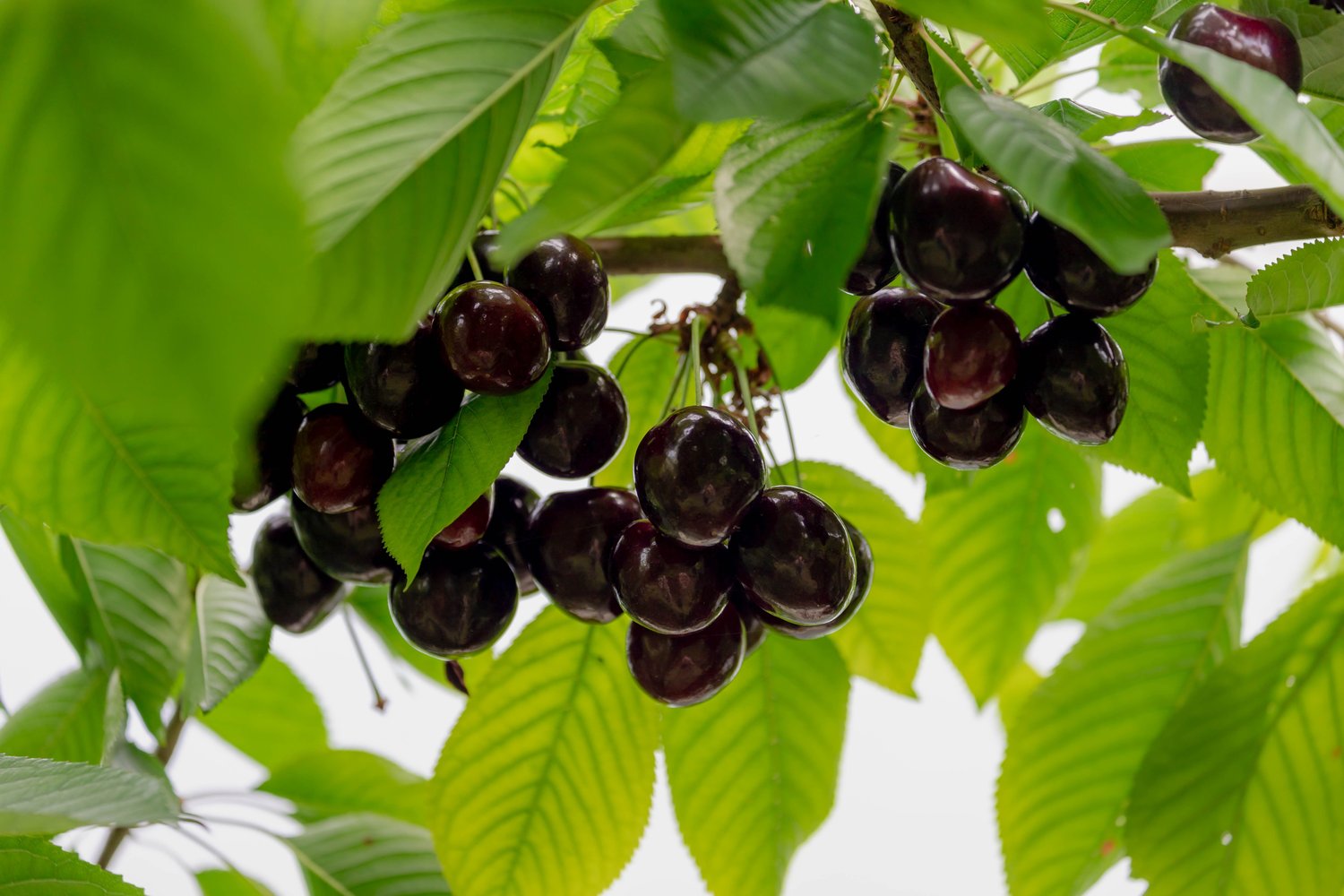 Prunus avium STOR SVART BIGARRÅ, (körsbär), inkl. uppbindnings kit