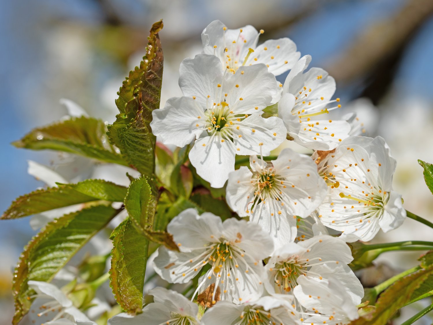 Prunus avium STOR SVART BIGARRÅ, (körsbär), inkl. uppbindnings kit