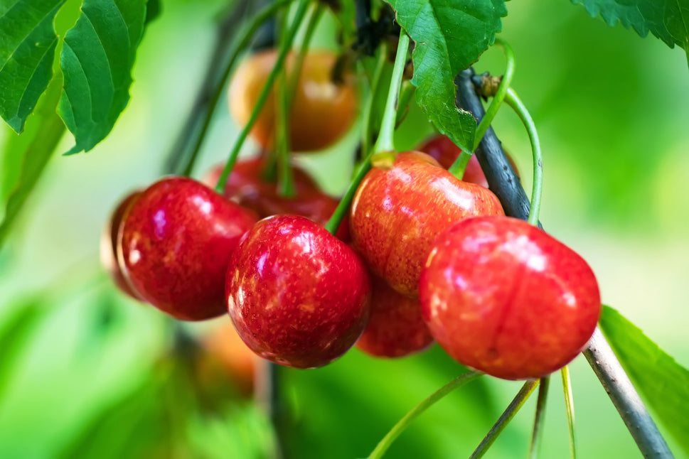 Prunus avium 'Van' E, (körsbär), inkl. uppbindnings kit
