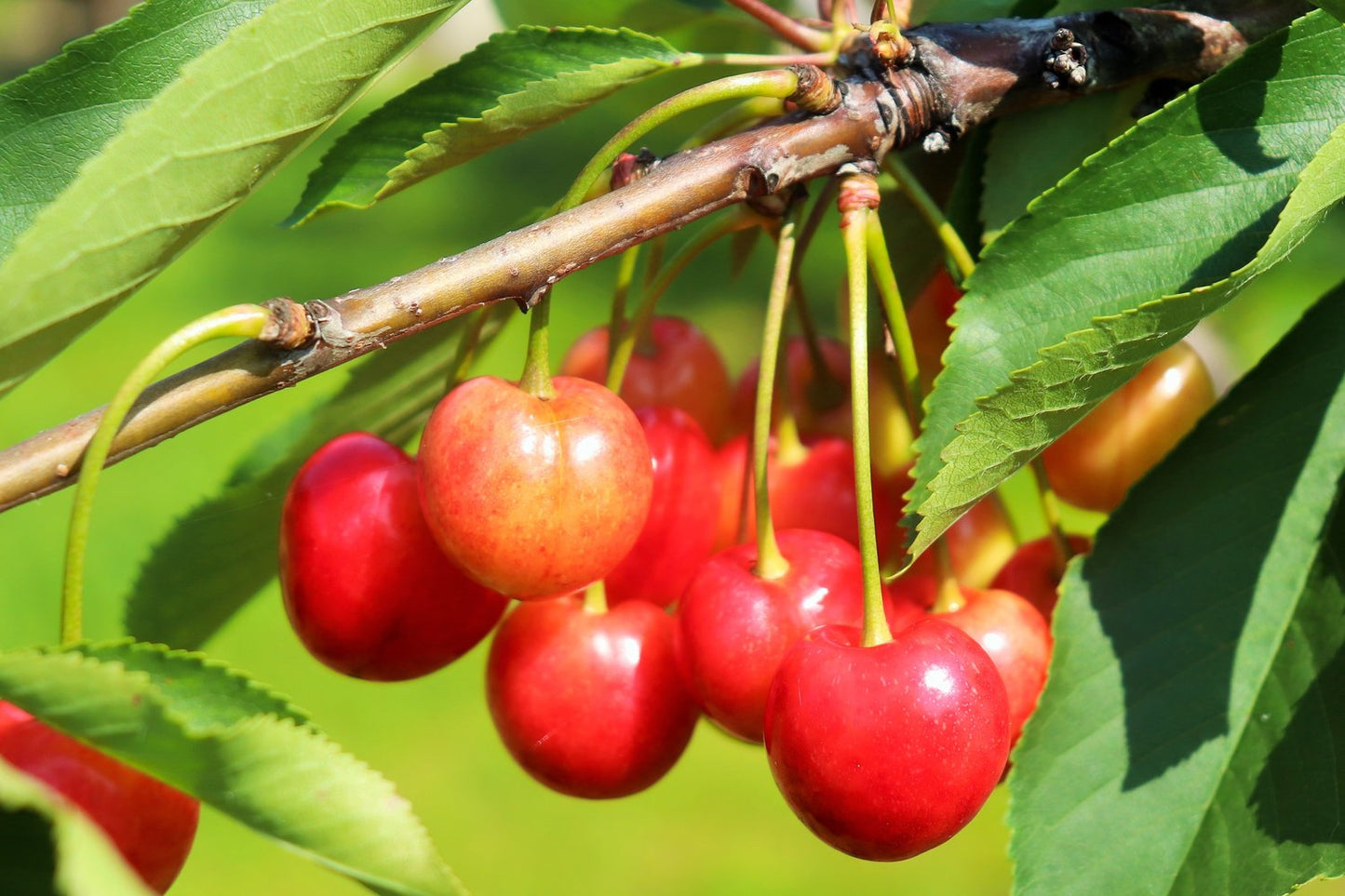 Prunus avium 'Van' E, (körsbär)