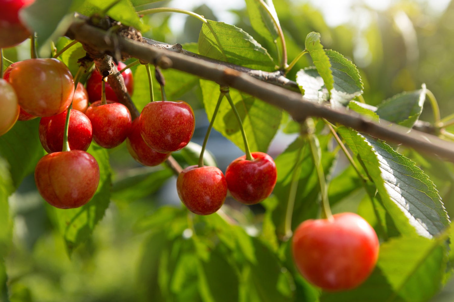 Prunus avium 'Van' E, (körsbär)