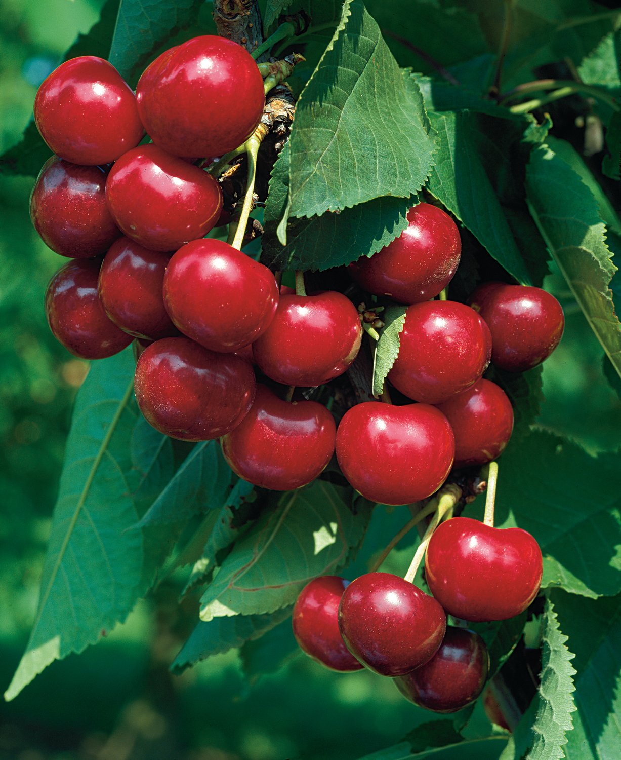 Prunus avium 'Van' E, (körsbär)