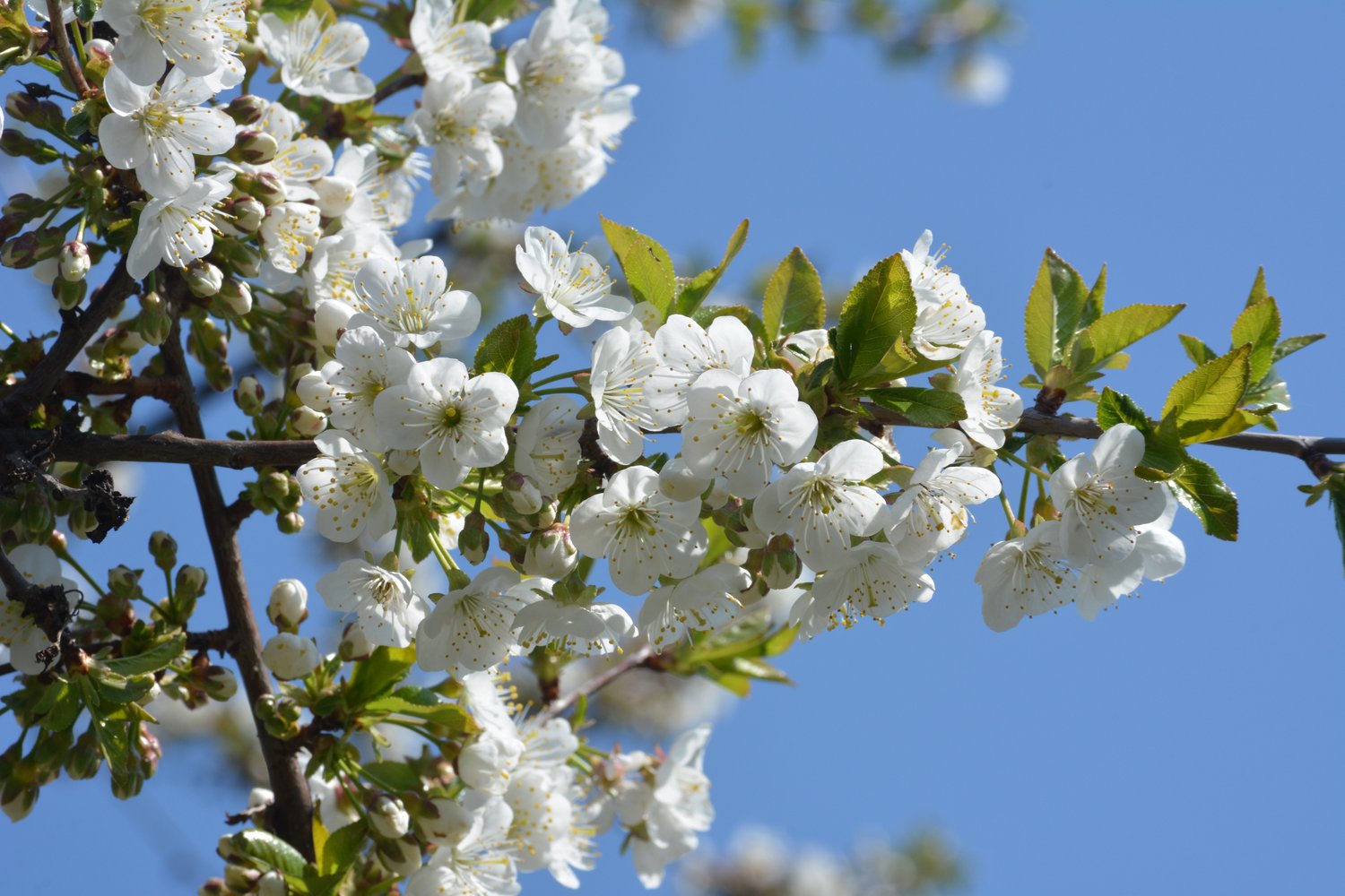 Prunus avium 'Van' E, (körsbär)