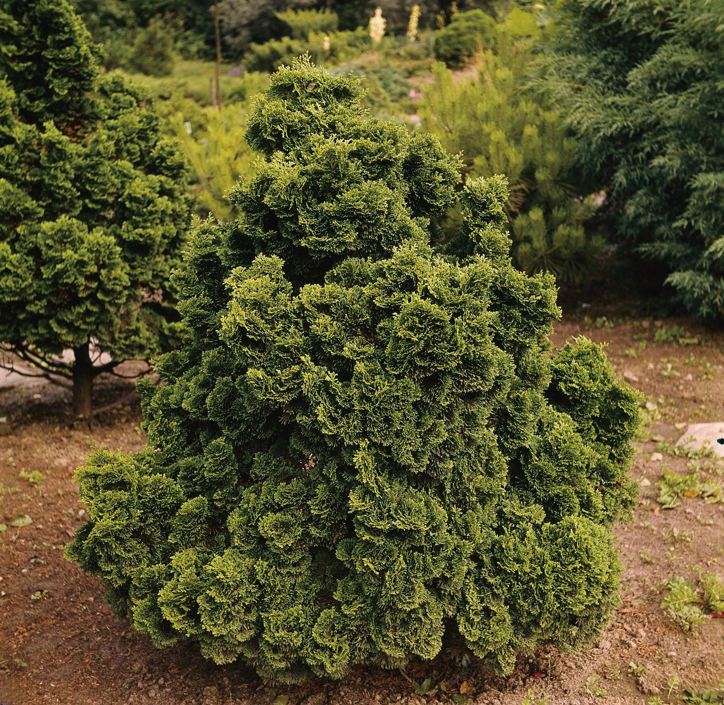 Chamaecyparis obtusa 'Nana Gracilis', 20-25 cm