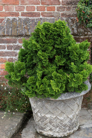 Chamaecyparis obtusa 'Nana Gracilis', 20-25 cm