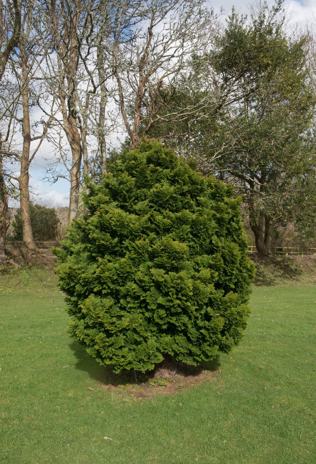 Chamaecyparis obtusa 'Nana Gracilis', 20-25 cm
