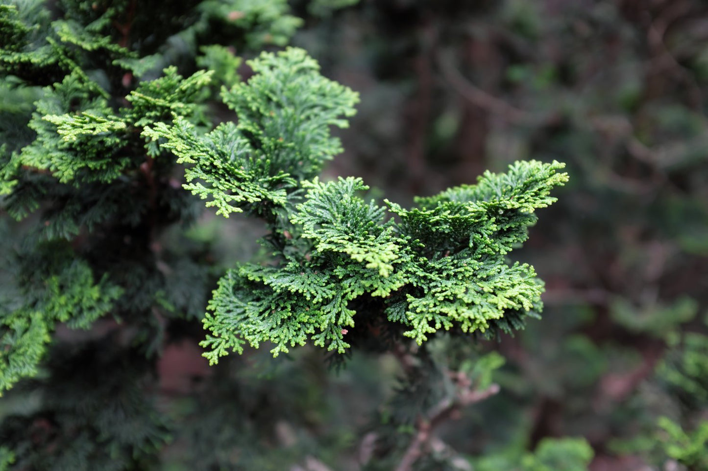 Chamaecyparis obtusa 'Nana Gracilis', 20-25 cm