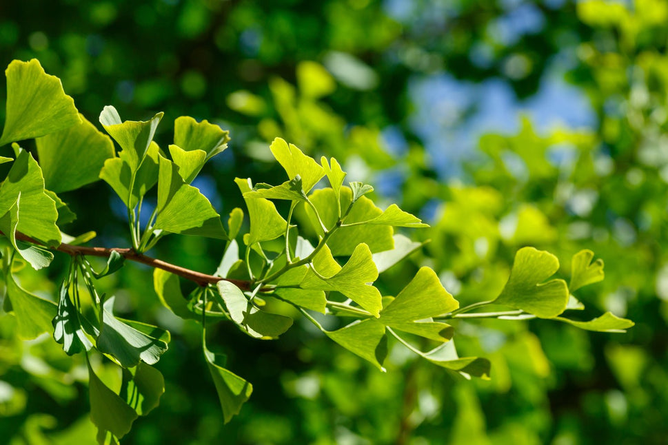 Ginkgo biloba, 60-80 cm