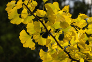 Ginkgo biloba, 60-80 cm