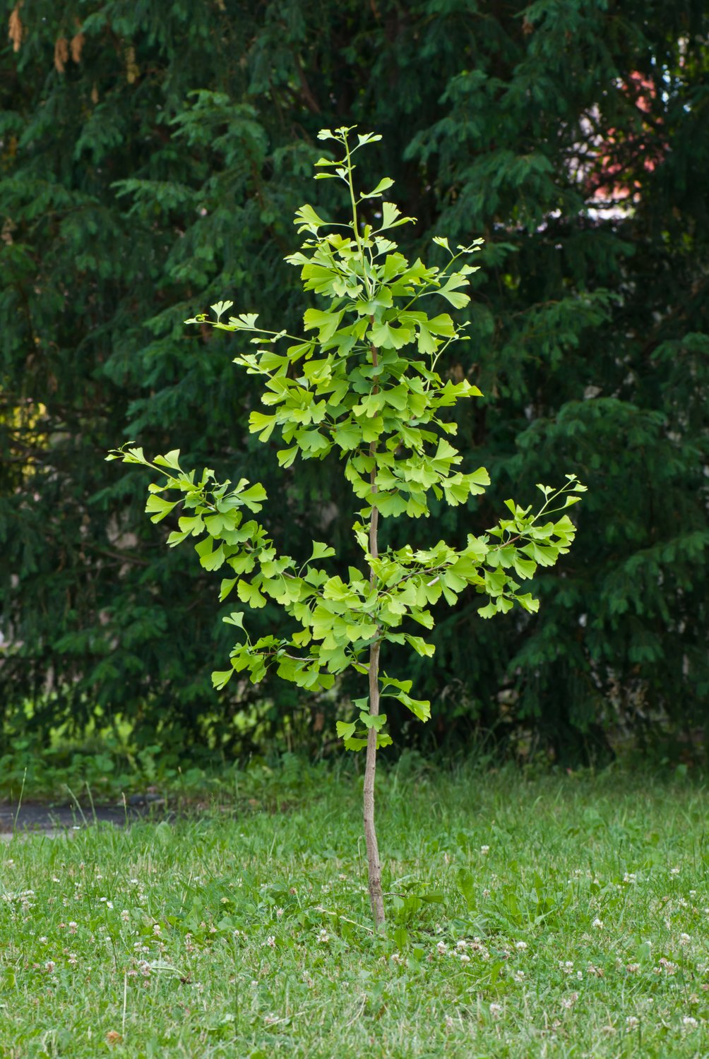 Ginkgo biloba, 60-80 cm