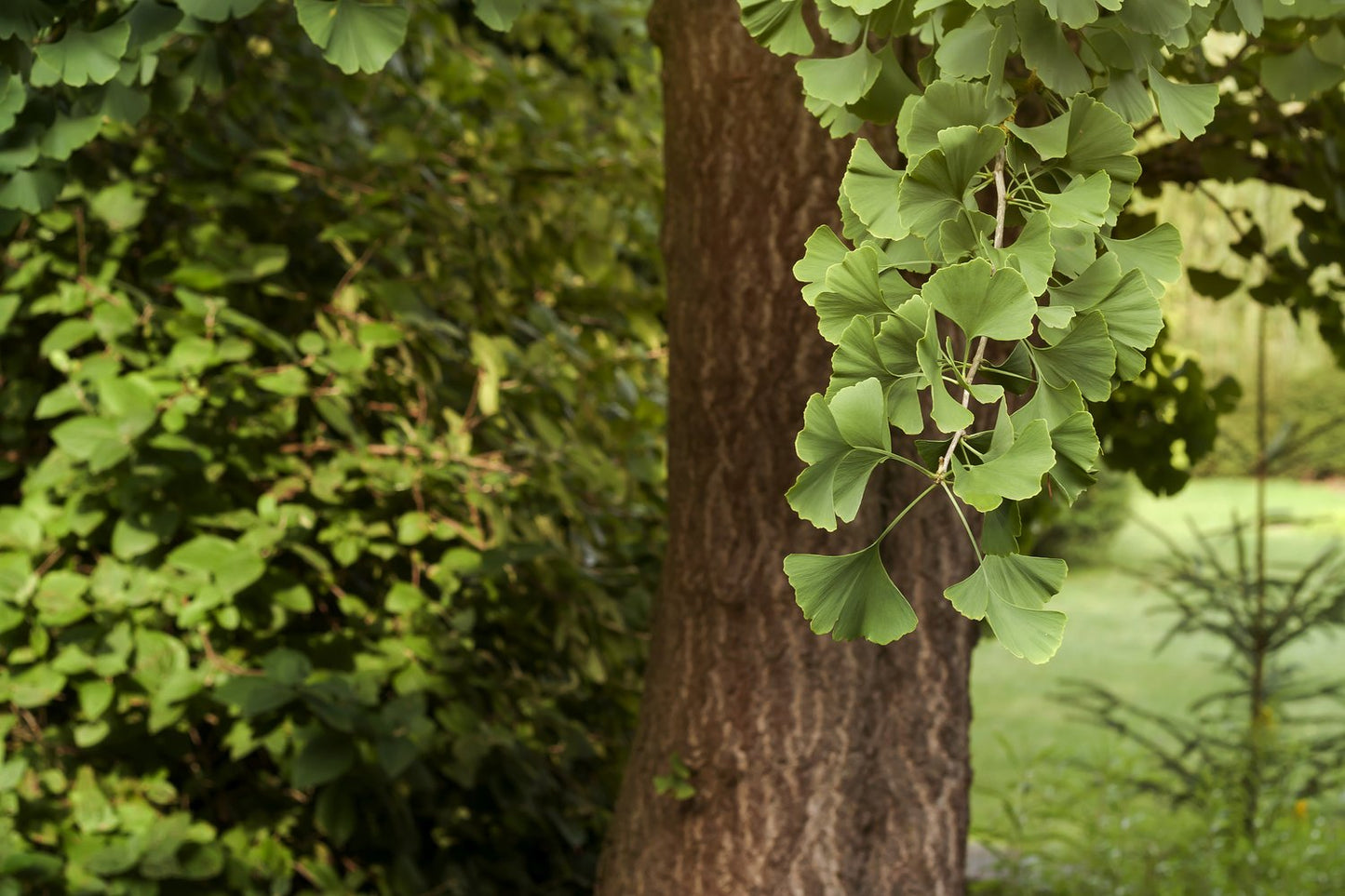 Ginkgo biloba, 60-80 cm
