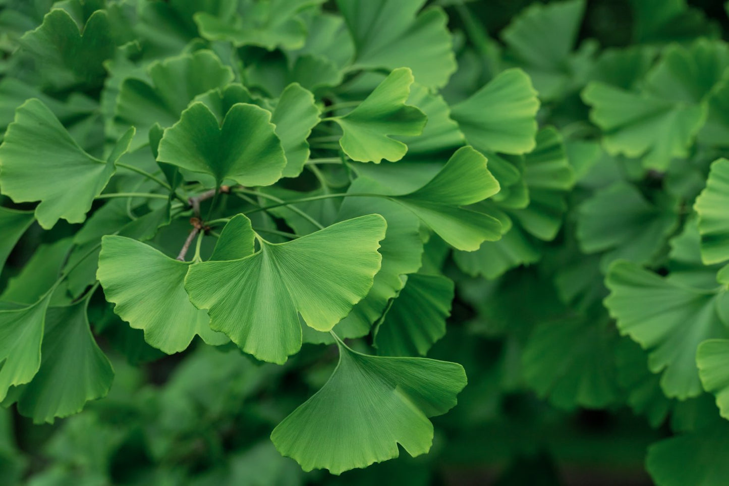 Ginkgo biloba, 60-80 cm