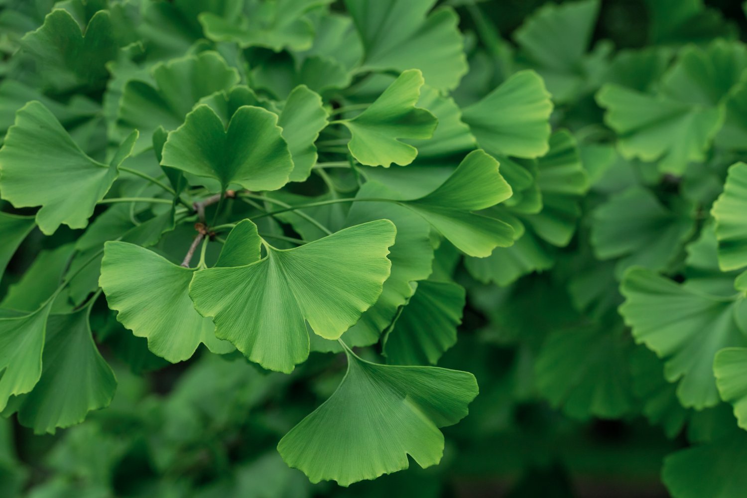 Ginkgo biloba, 60-80 cm