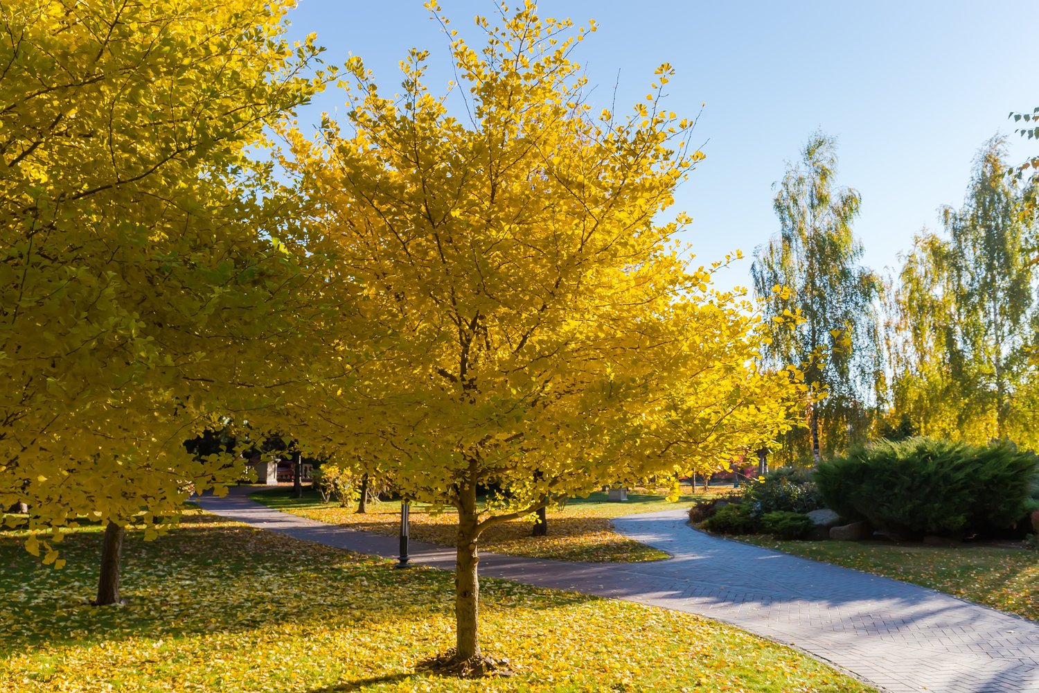 Ginkgo biloba, 60-80 cm