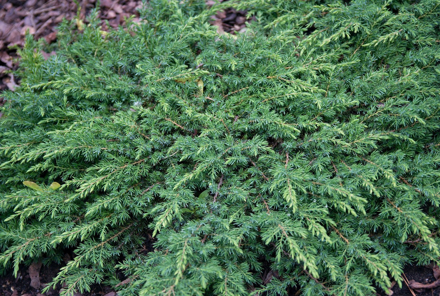 Juniperus communis 'Green Carpet', 30-40 cm