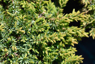 Juniperus communis 'Green Carpet', 30-40 cm