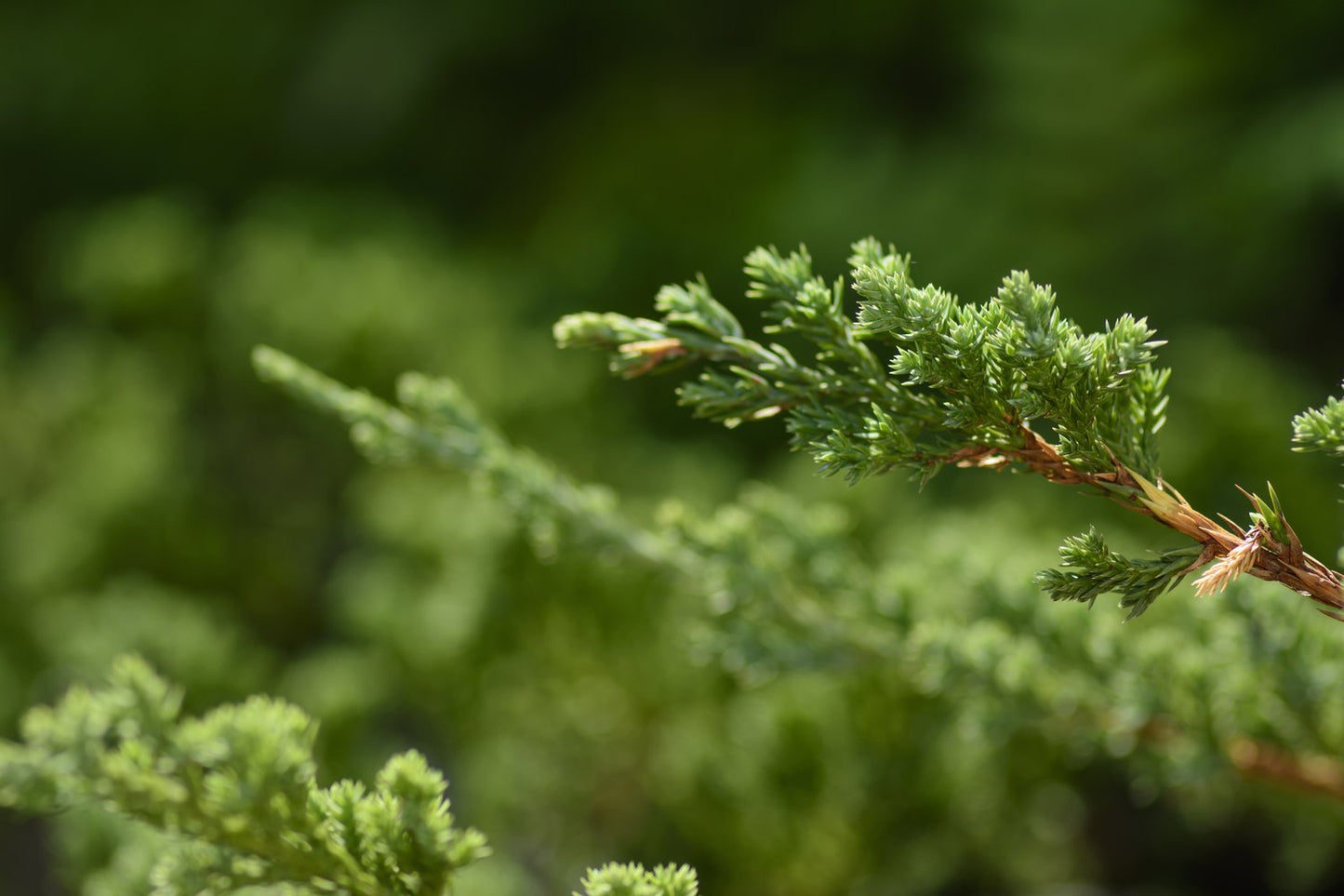 Juniperus communis 'Green Carpet', 30-40 cm
