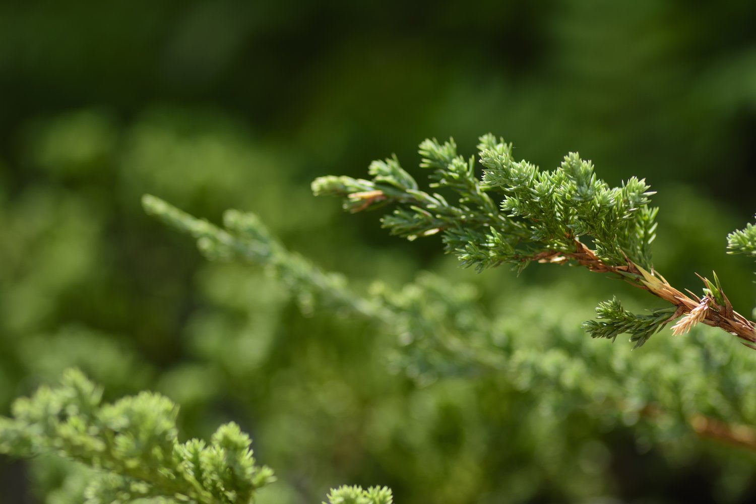 Juniperus communis 'Green Carpet', 30-40 cm