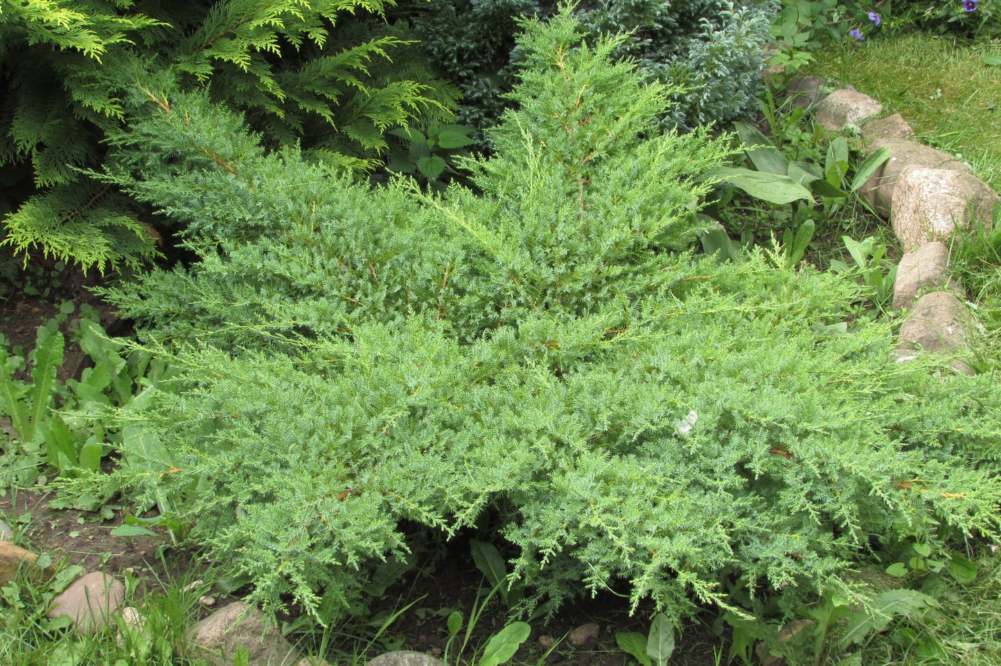 Juniperus communis 'Green Carpet', 30-40 cm