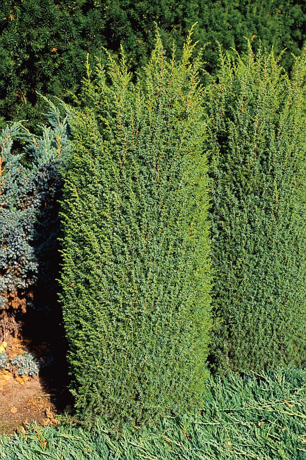 Juniperus communis f. suecica, 30-40 cm