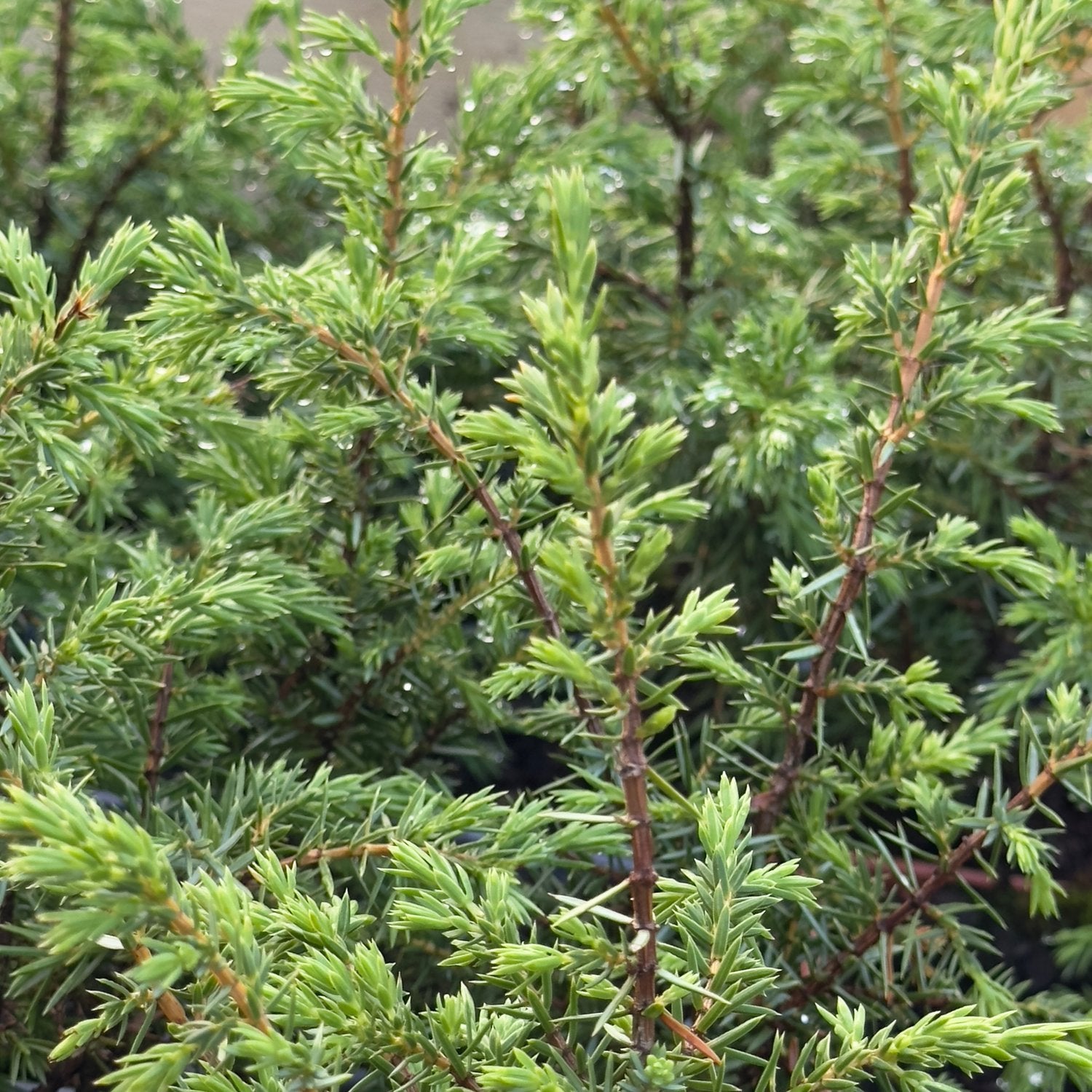 Juniperus communis f. suecica, 30-40 cm
