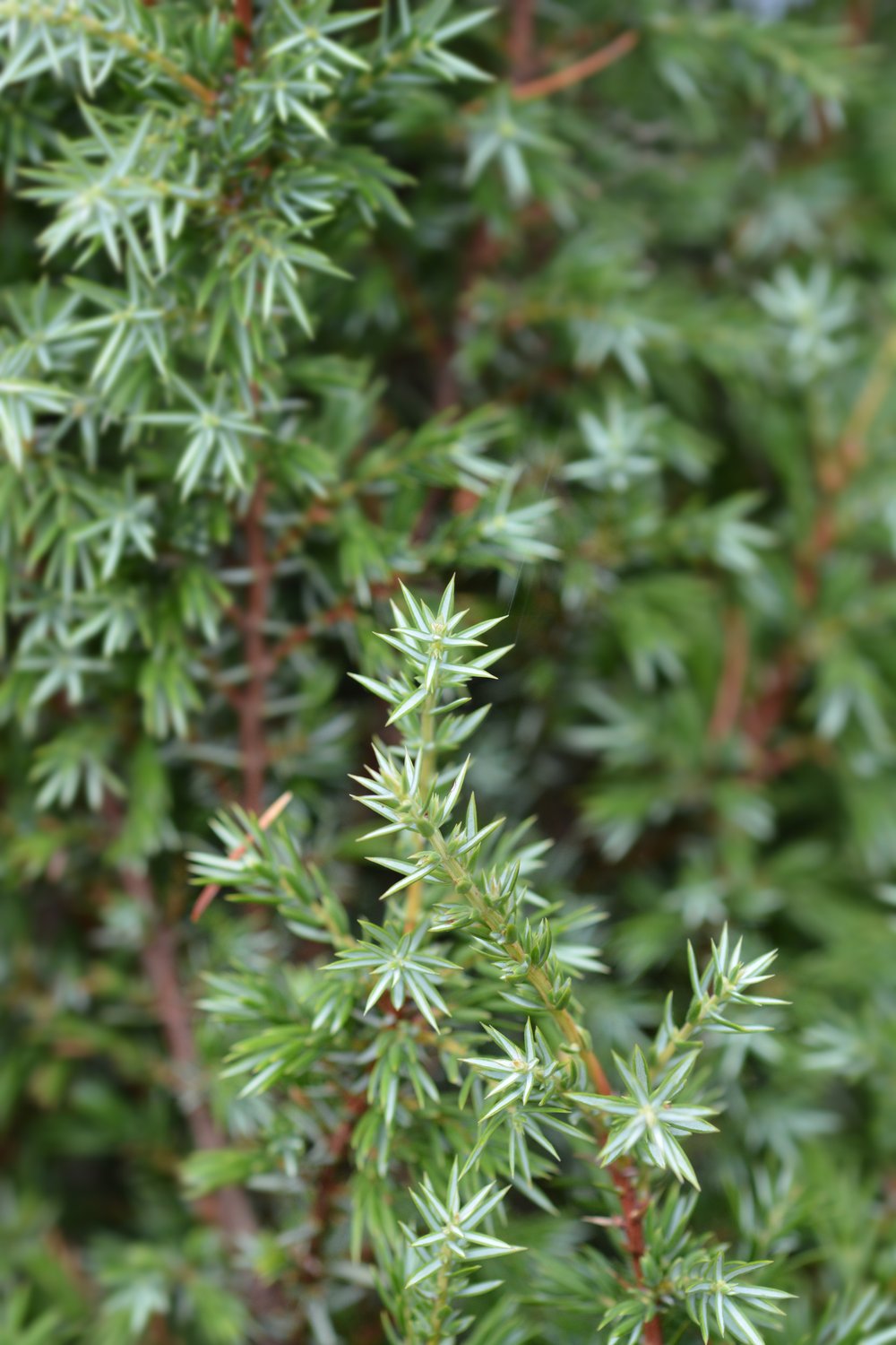 Juniperus communis f. suecica, 30-40 cm