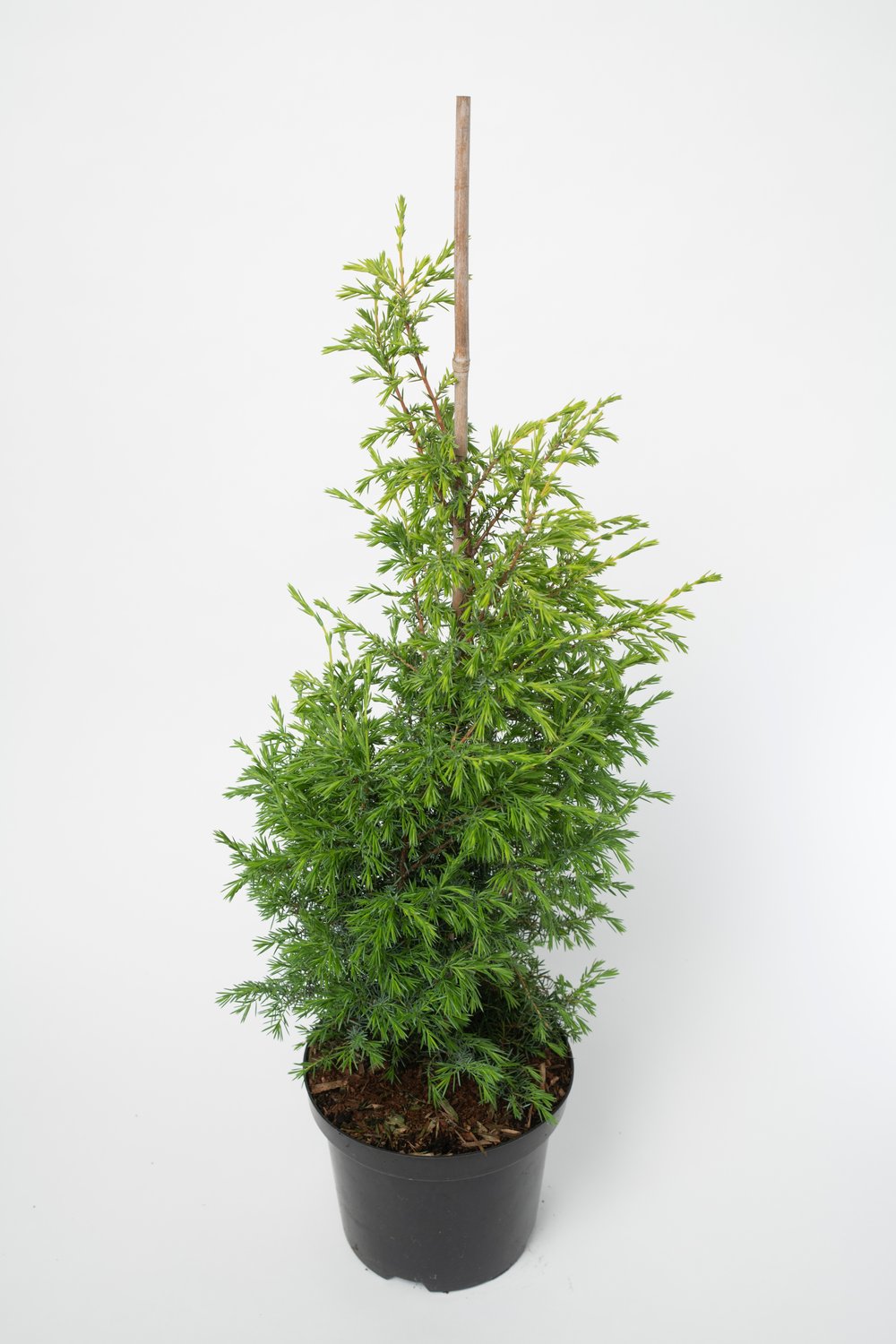 Juniperus communis f. suecica, 30-40 cm