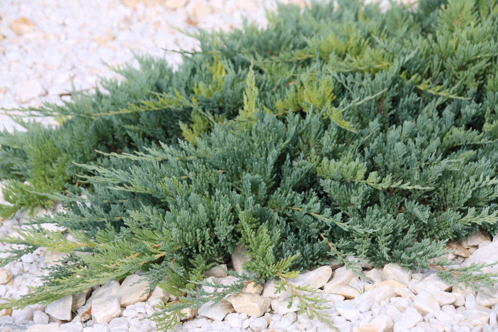 Juniperus horizontalis 'Blue Chip', 25-30 cm