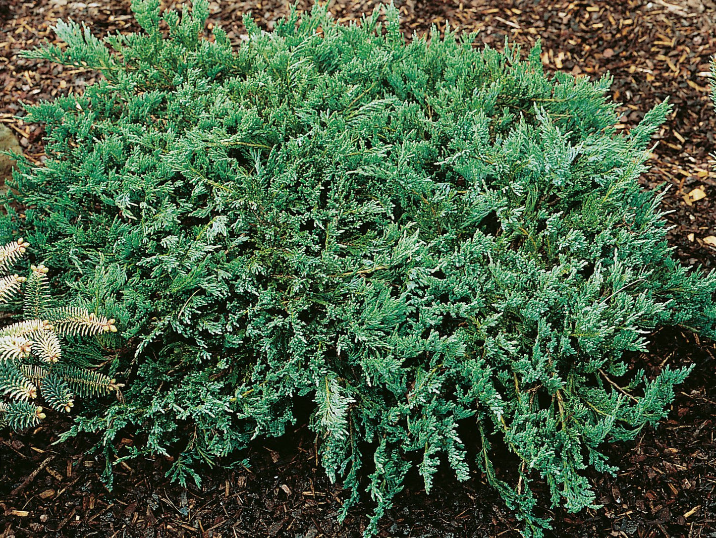 Juniperus horizontalis 'Blue Chip', 25-30 cm