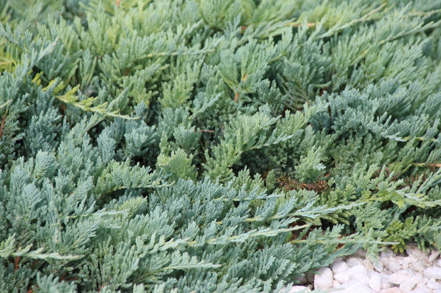 Juniperus horizontalis 'Blue Chip', 25-30 cm