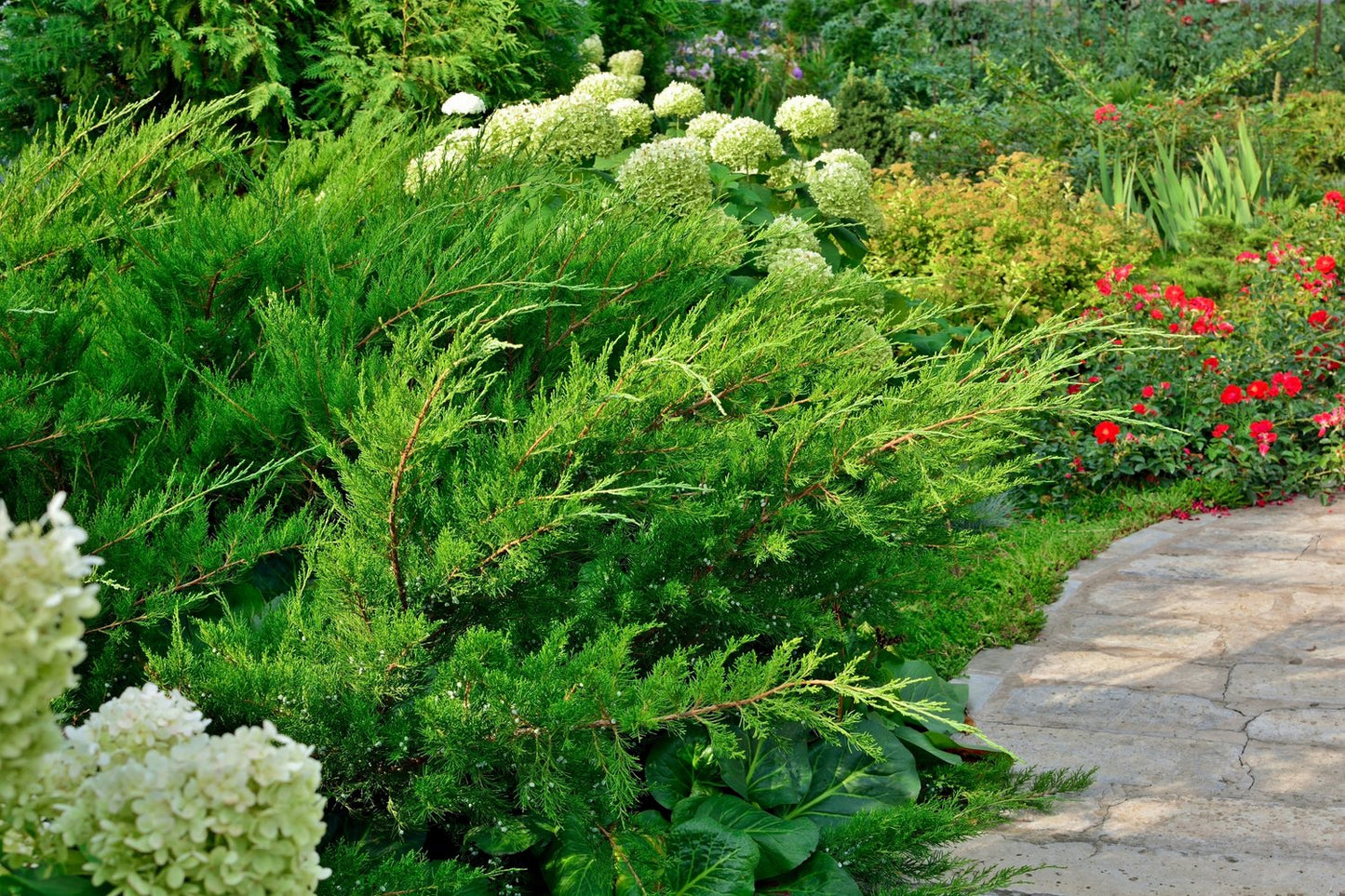 Juniperus x pfitzeriana 'Mint Julep', 30-40 cm