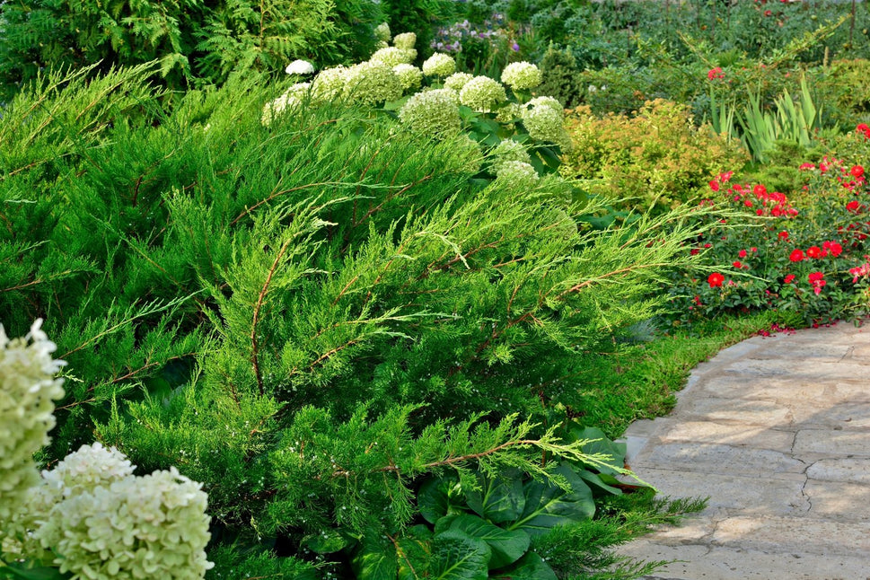 Juniperus x pfitzeriana 'Mint Julep', 30-40 cm