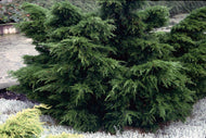 Juniperus x pfitzeriana 'Mint Julep', 30-40 cm