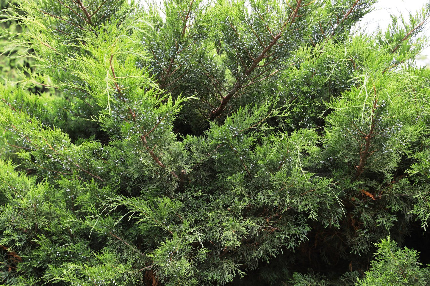 Juniperus x pfitzeriana 'Mint Julep', 30-40 cm