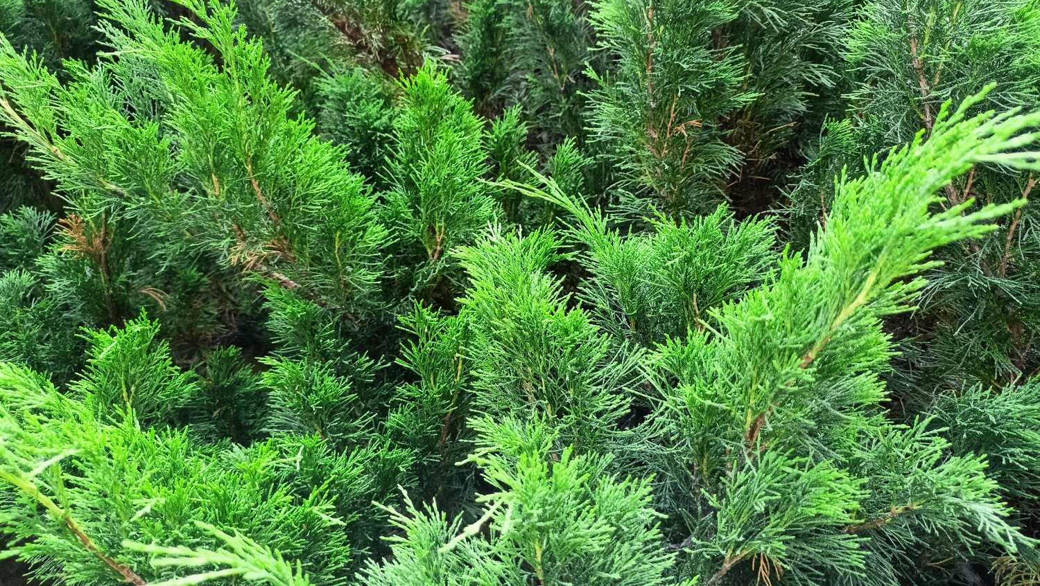 Juniperus x pfitzeriana 'Mint Julep', 30-40 cm