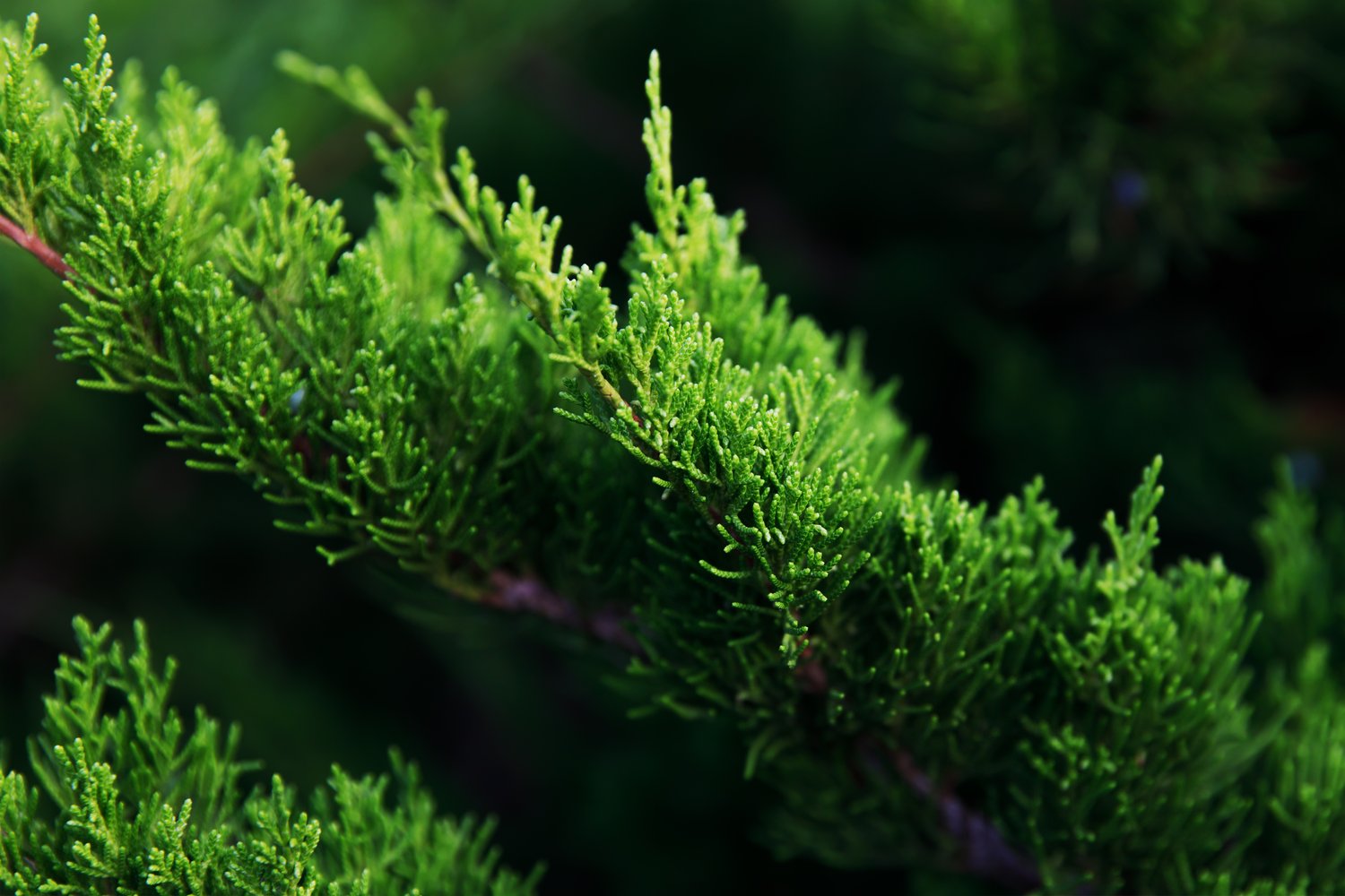 Juniperus x pfitzeriana 'Mint Julep', 30-40 cm
