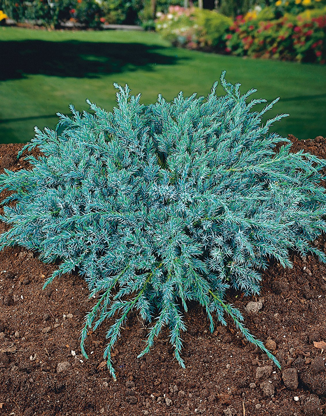Juniperus squamata 'Blue Carpet', 30-40 cm