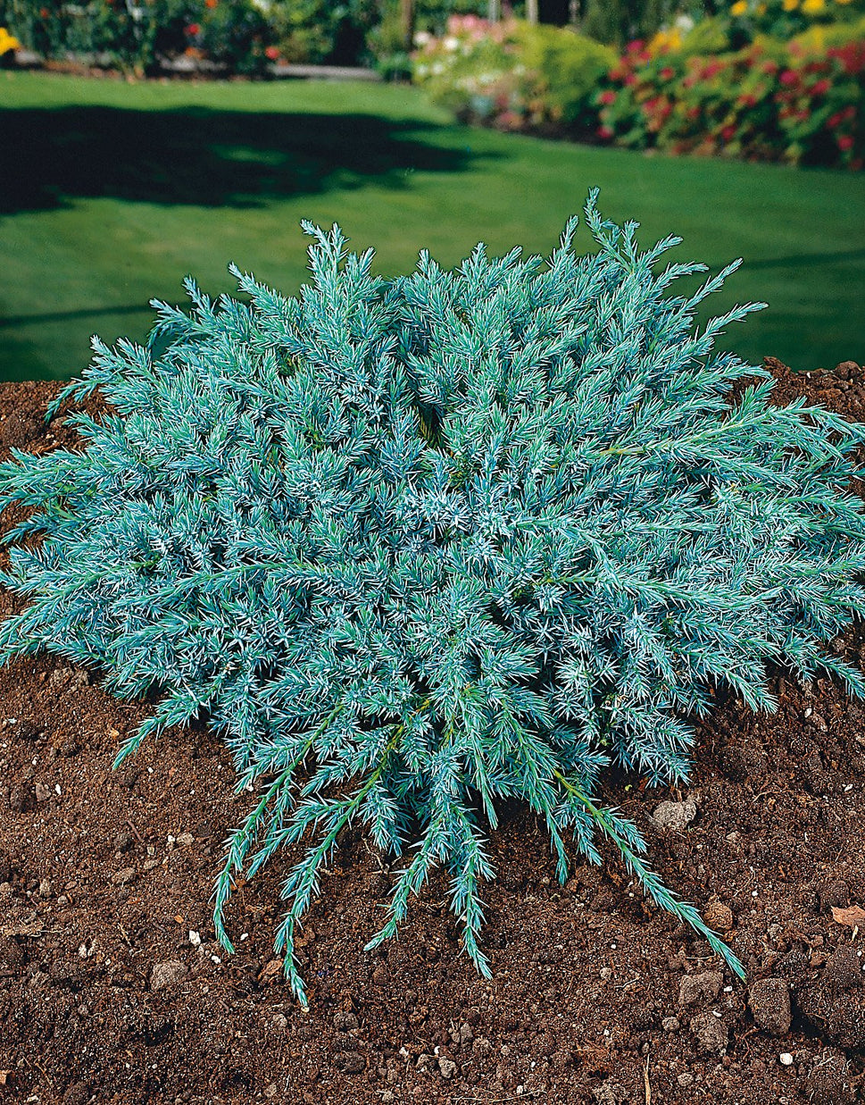 Juniperus squamata 'Blue Carpet', 30-40 cm