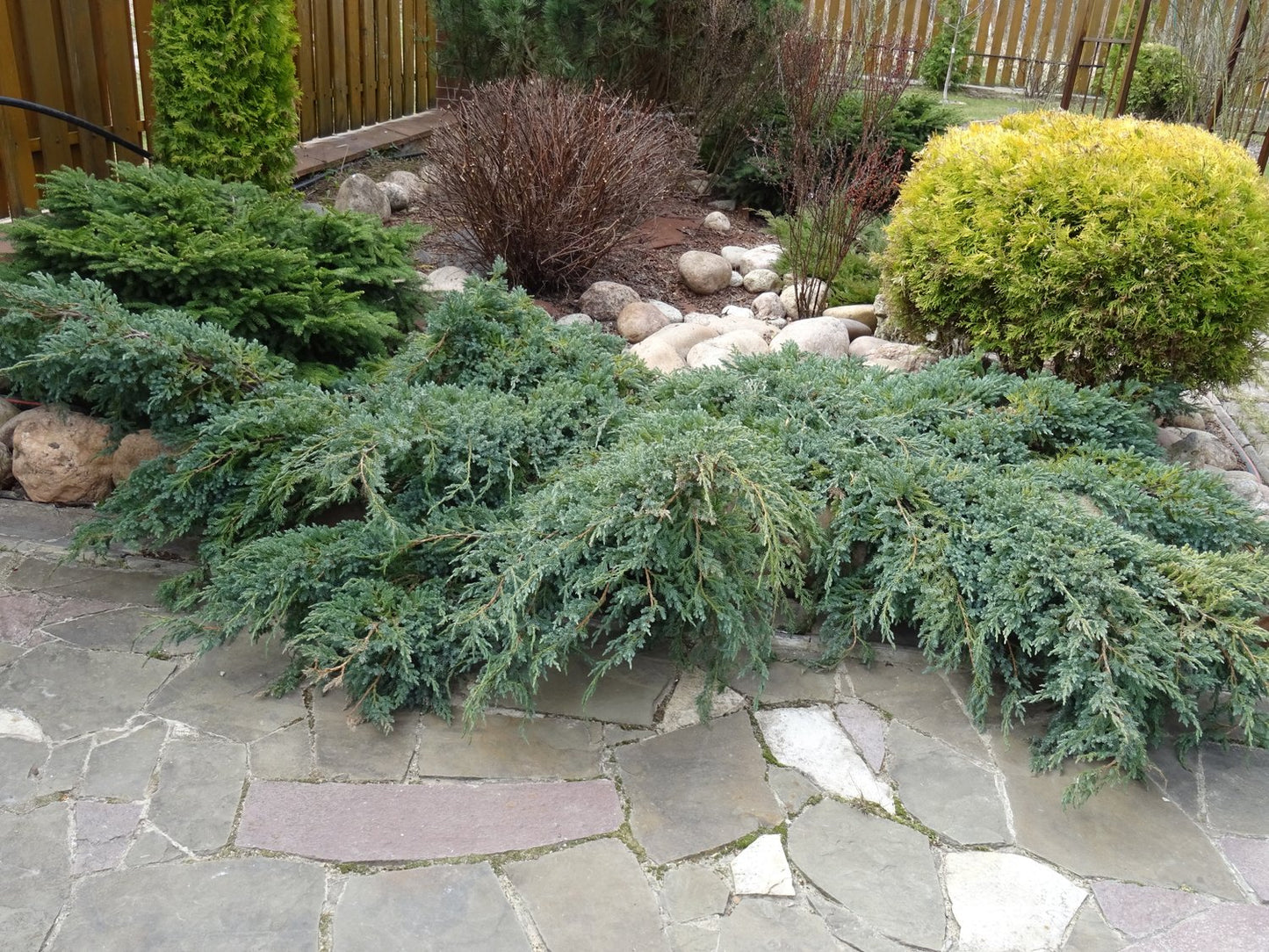Juniperus squamata 'Blue Carpet', 30-40 cm