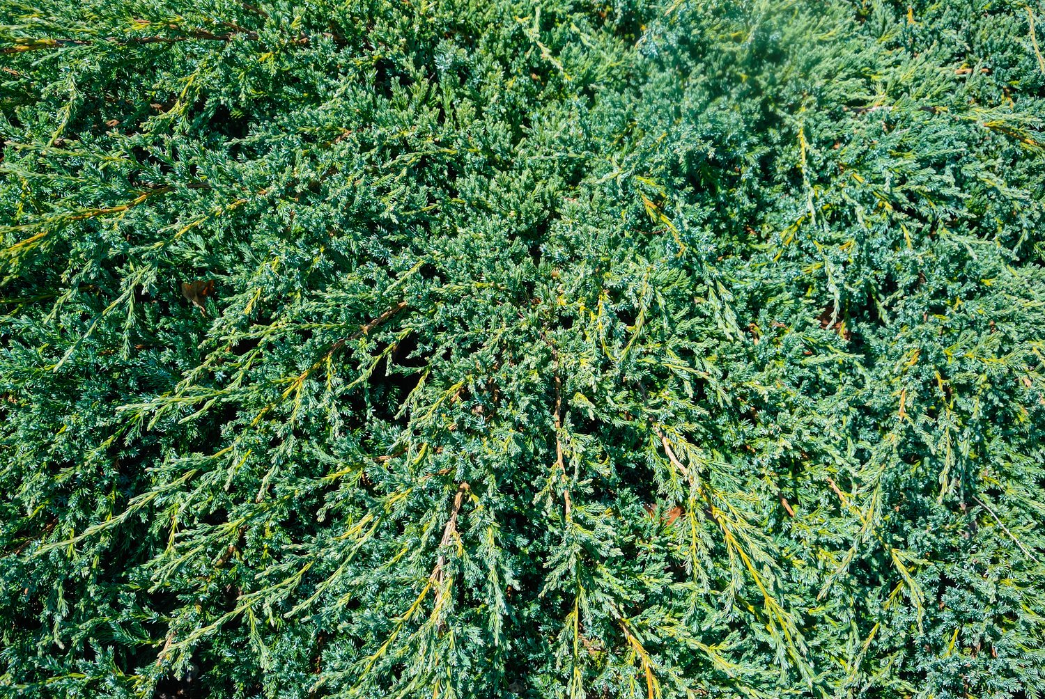 Juniperus squamata 'Blue Carpet', 30-40 cm