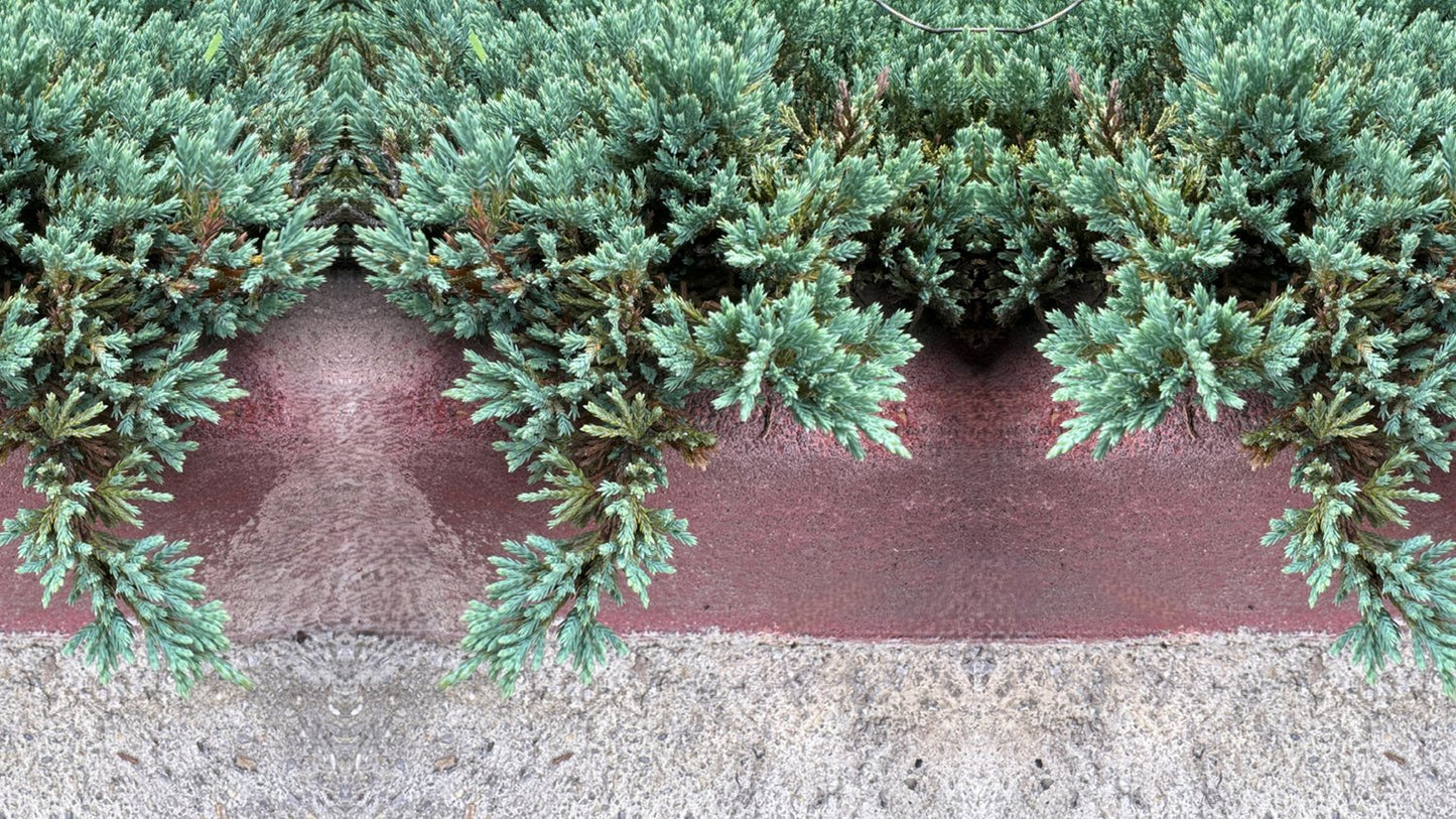 Juniperus squamata 'Blue Carpet', 30-40 cm