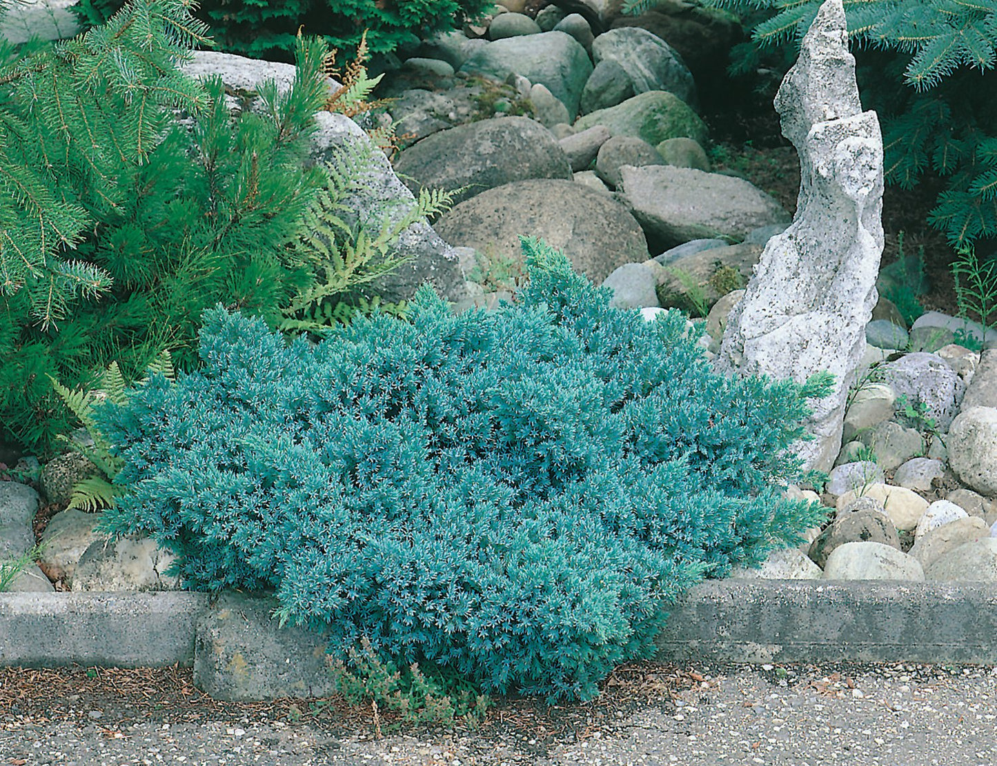 Juniperus squamata 'Blue Star', 20-25 cm