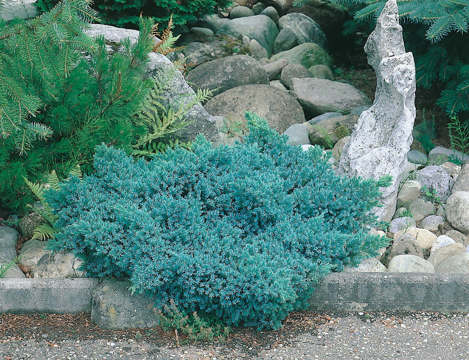 Juniperus squamata 'Blue Star', 20-25 cm