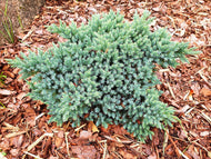 Juniperus squamata 'Blue Star', 20-25 cm