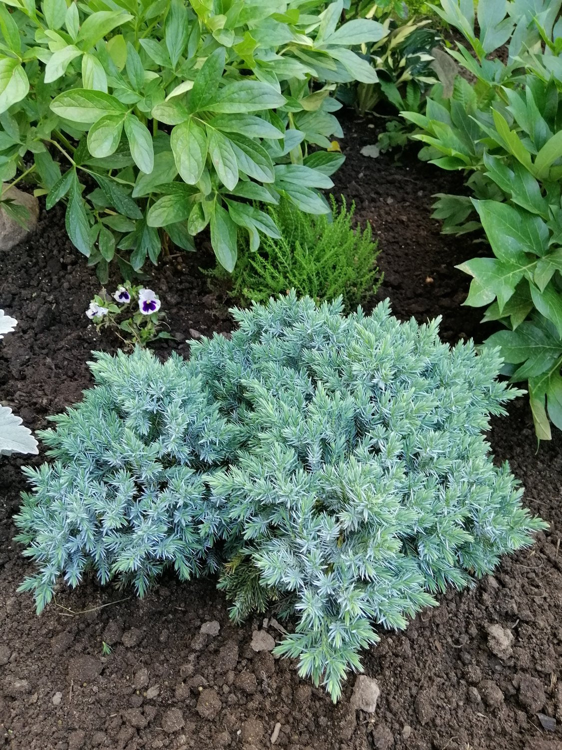 Juniperus squamata 'Blue Star', 20-25 cm